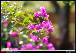 鹿頸, 花