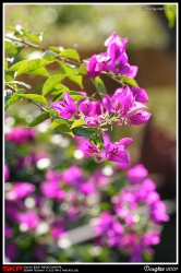 鹿頸, 花