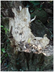重陽登高