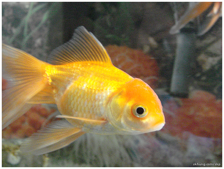 金魚