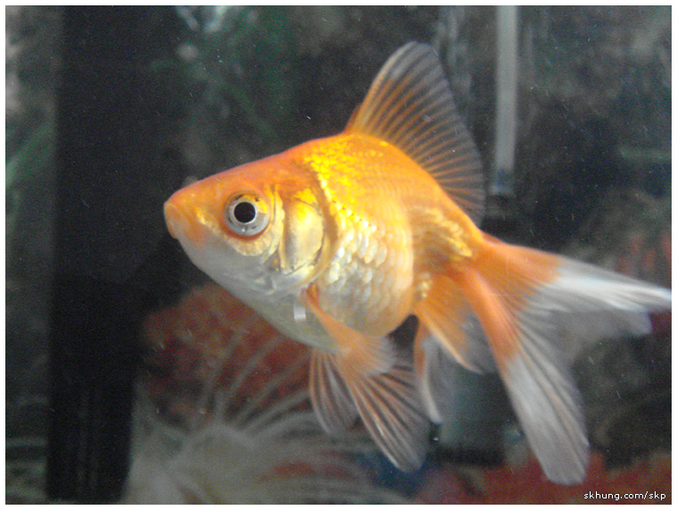 金魚