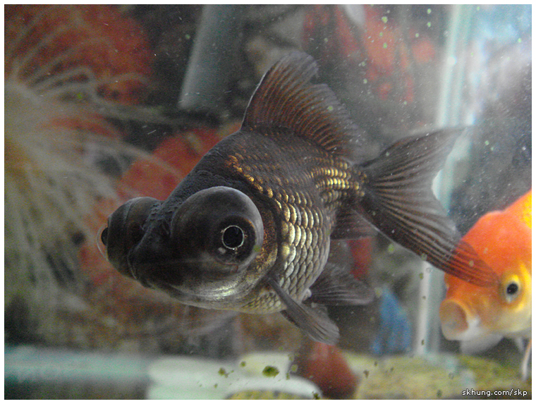 金魚