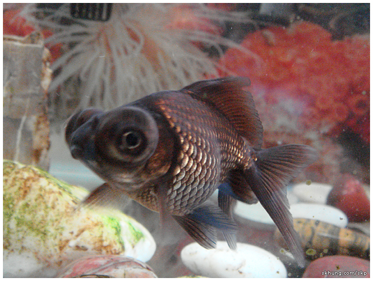 金魚