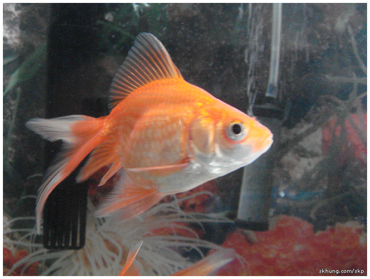 金魚