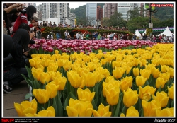 香港花卉展覽2007, 花絮