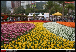 香港花卉展覽2007, 花絮