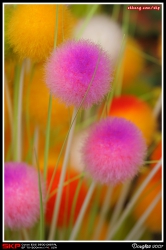 香港花卉展覽2007, 花絮