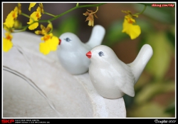 香港花卉展覽2007, 花絮