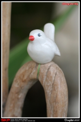 香港花卉展覽2007, 花絮