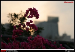 香港花卉展覽2007, 花絮