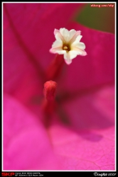 香港花卉展覽2007