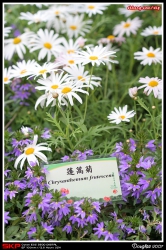 香港花卉展覽2007