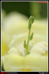 香港花卉展覽2007
