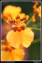 香港花卉展覽2007