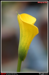 香港花卉展覽2007