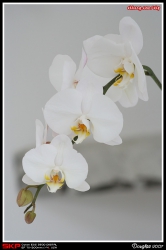 香港花卉展覽2007
