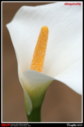 香港花卉展覽2007