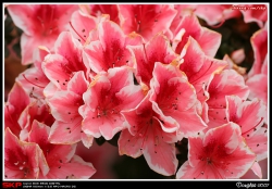 香港花卉展覽2007