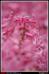 香港花卉展覽2007