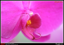 香港花卉展覽2007