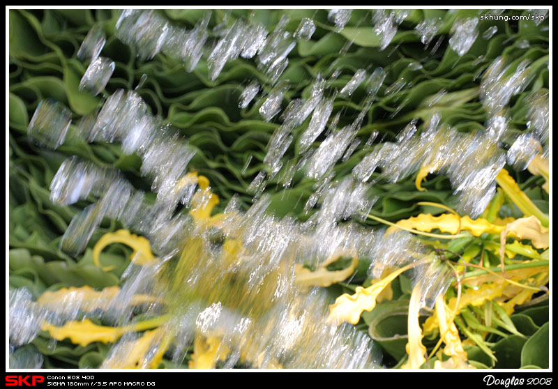 香港花卉展覽2008