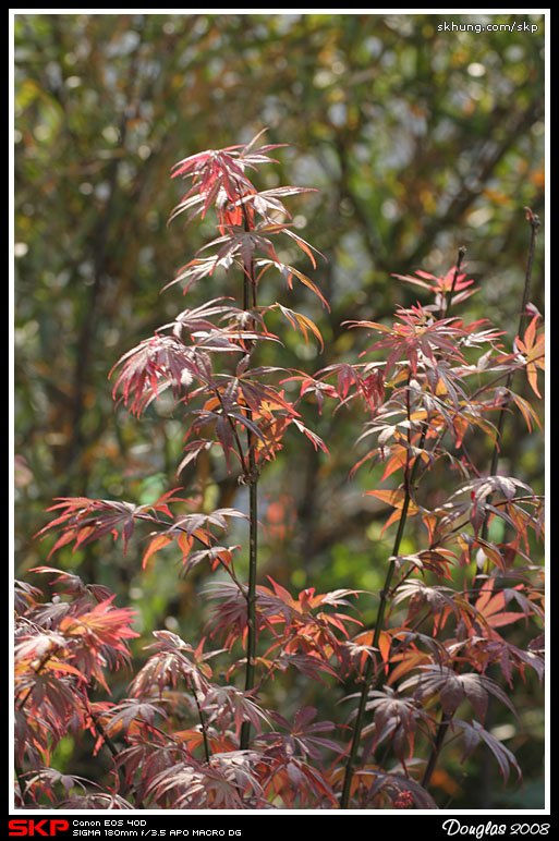 香港花卉展覽2008