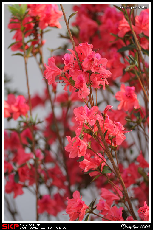 香港花卉展覽2008