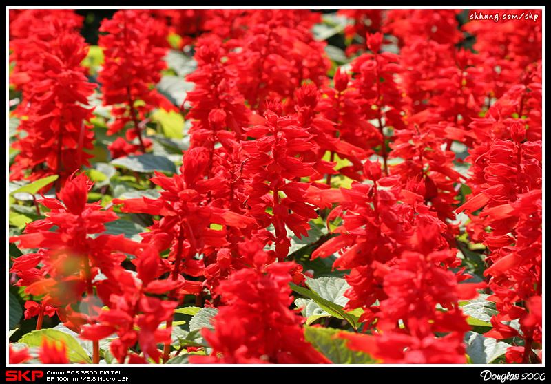 花