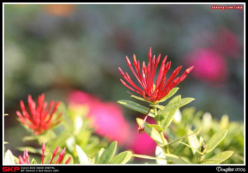 花