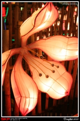 尖沙咀, 海傍, 維港, 花燈
