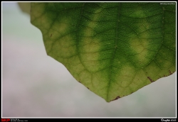 葉
