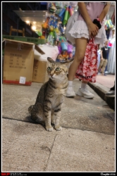 深水埗, 貓