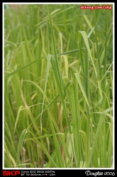 香港濕地公園