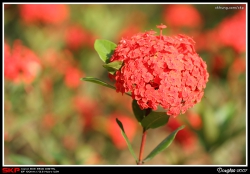 花