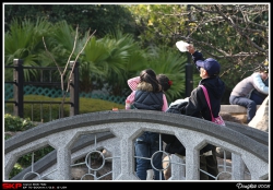 沙田中央公園, 橋