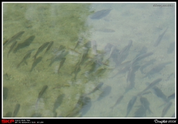 沙田中央公園, 魚