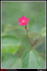 沙田中央公園, 花